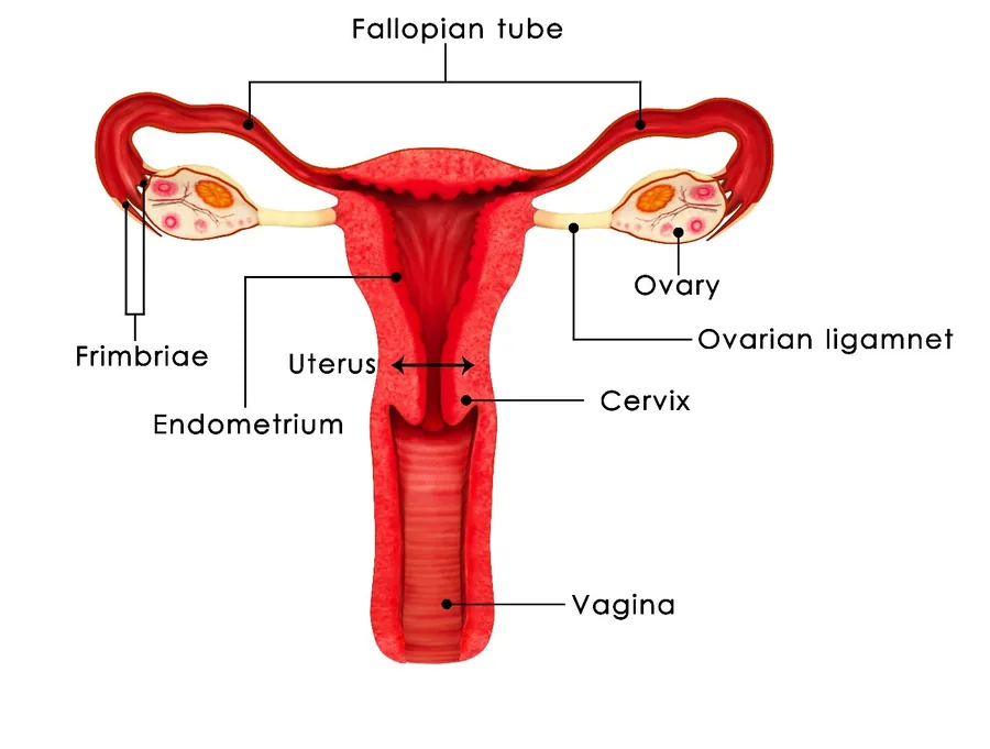 Vajina nedir? Vajinanın anatomik yapısı